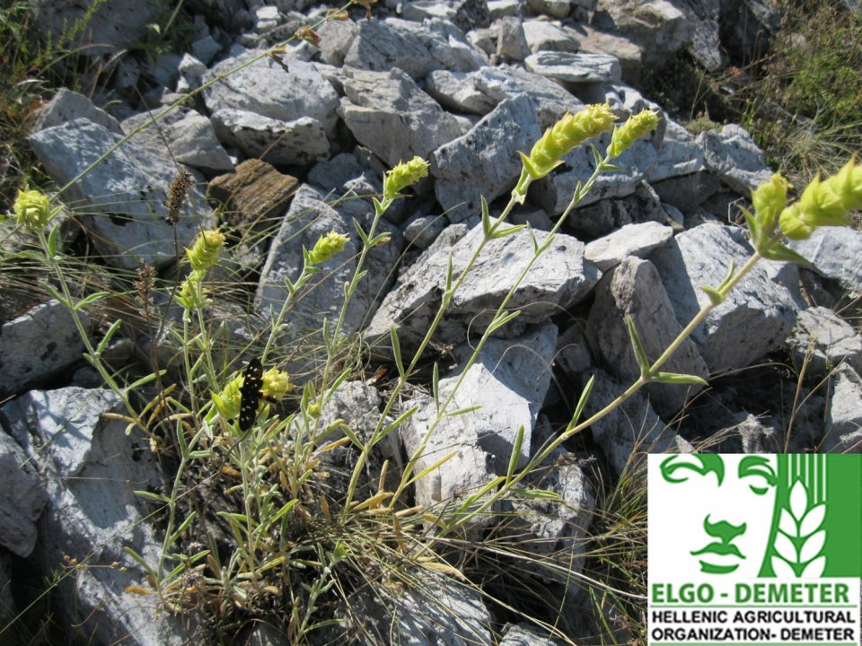 Sideritis grown in the wild Sideritis grown in the wild