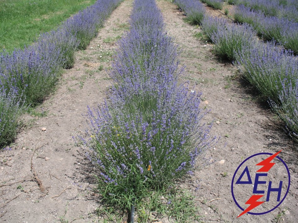 Lavender cultivation