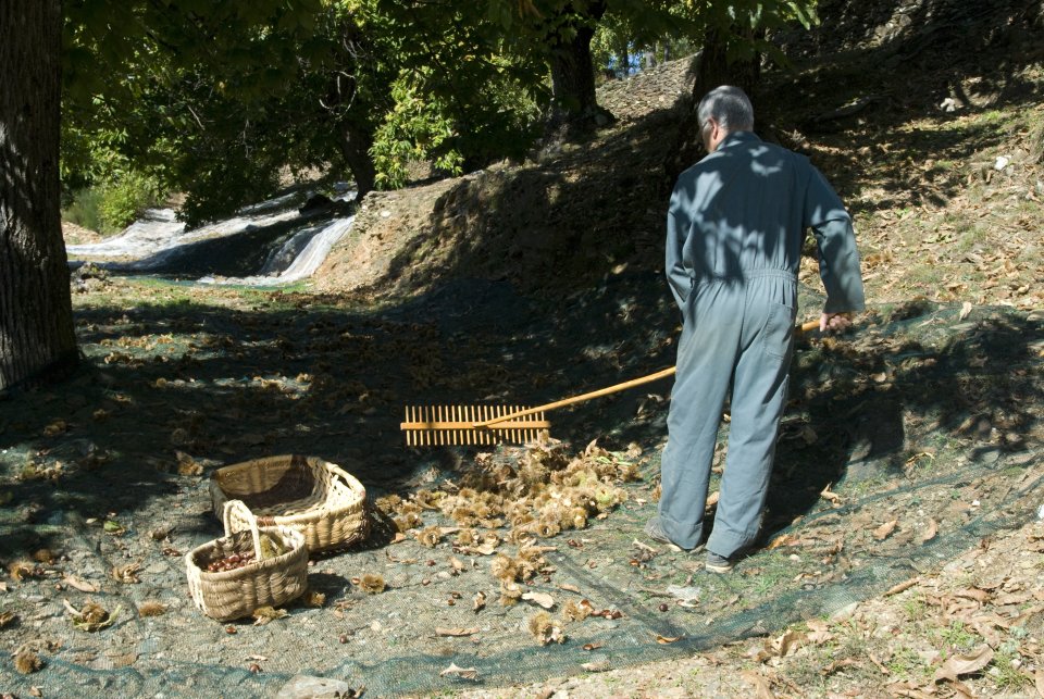 Chesnuts harvest by a "Castane" economic group associate Chesnuts harvest by a "Castane" economic group associate