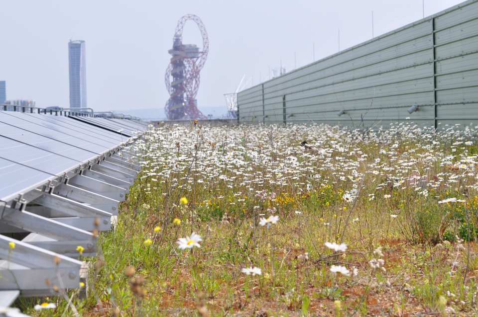 queenelizabetholympicparkbiosolarconnop.JPG queenelizabetholympicparkbiosolarconnop.JPG