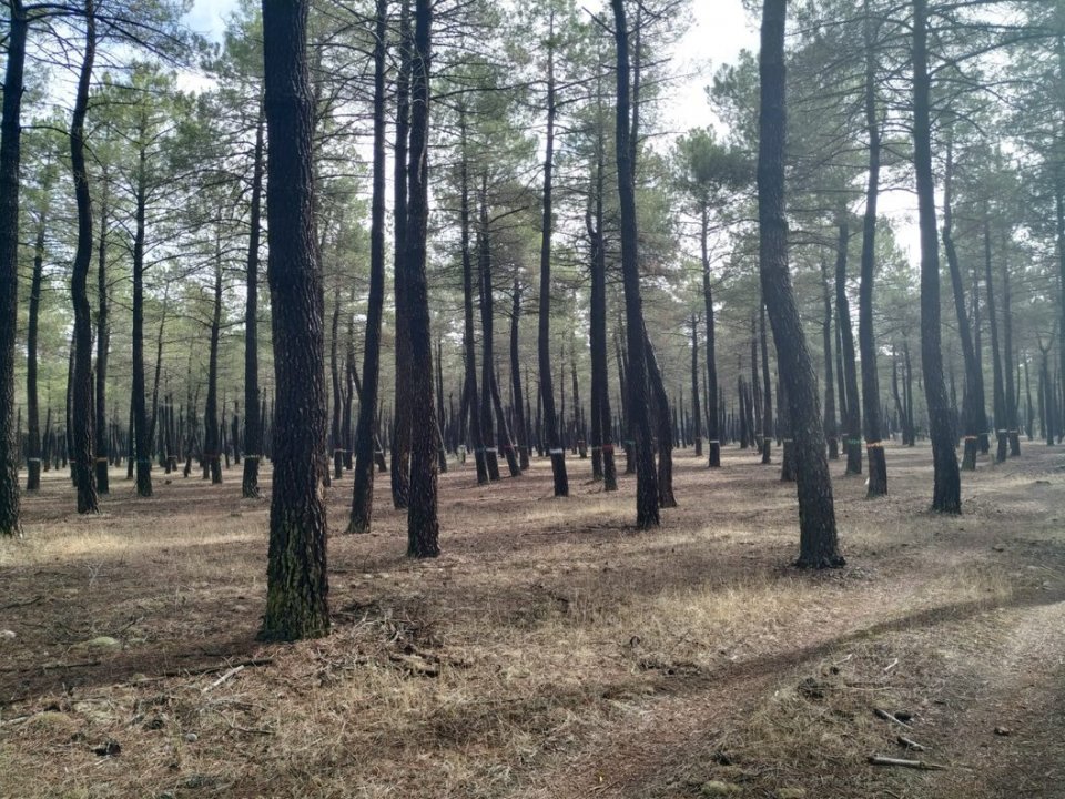Pine stand oriented to resin production Pine stand oriented to resin production