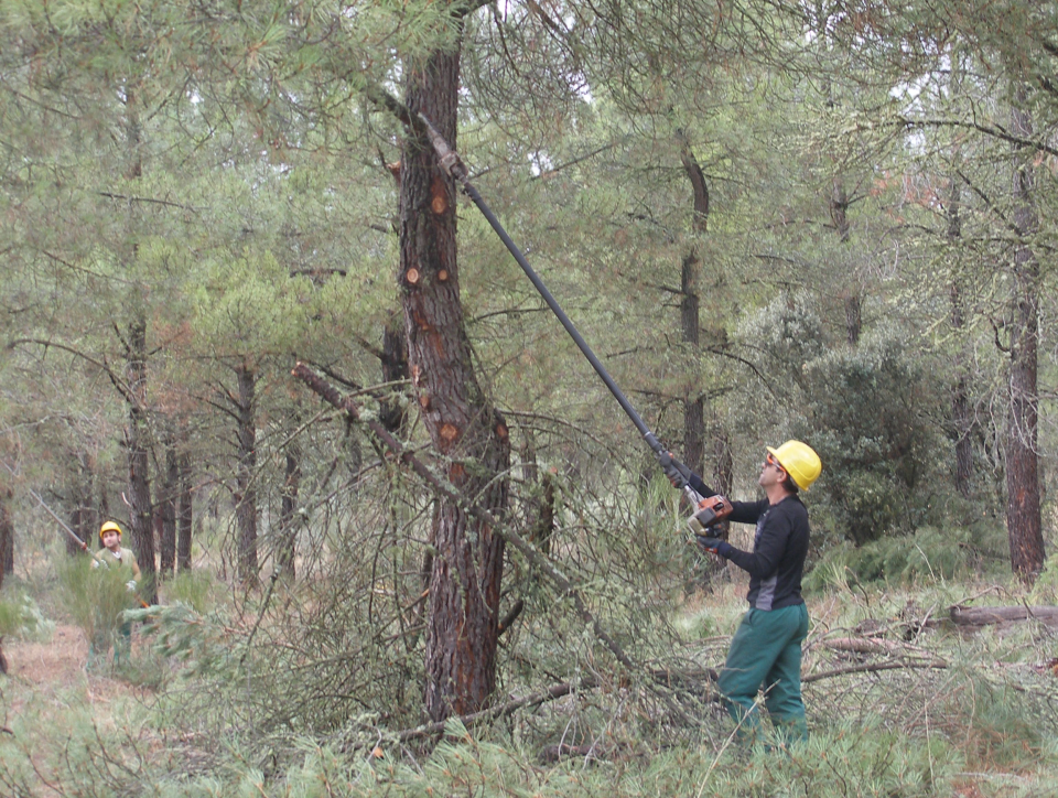 Pruning is a complementary work to the activity of resin extraction.