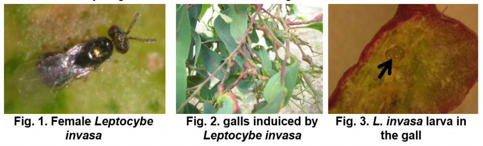 Leptocybe invasa, the Australian gall wasp