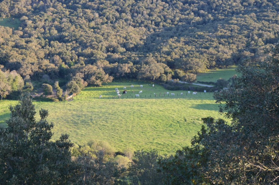 Multi-functional system with cork oaks in Aglientu (Sardinia) Multi-functional system with cork oaks in Aglientu (Sardinia)