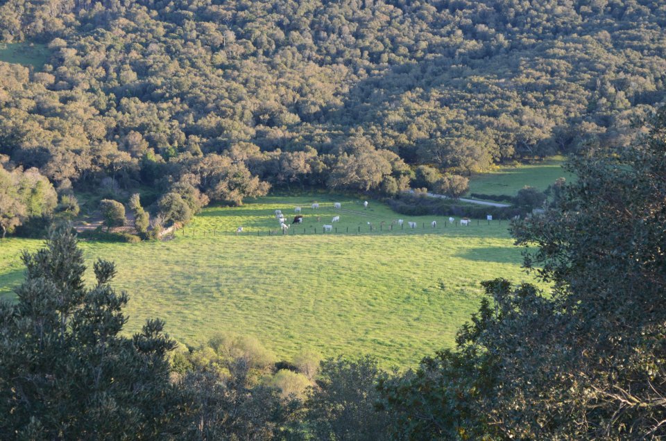 Multi-functional system with cork oaks in Aglientu (Sardinia)