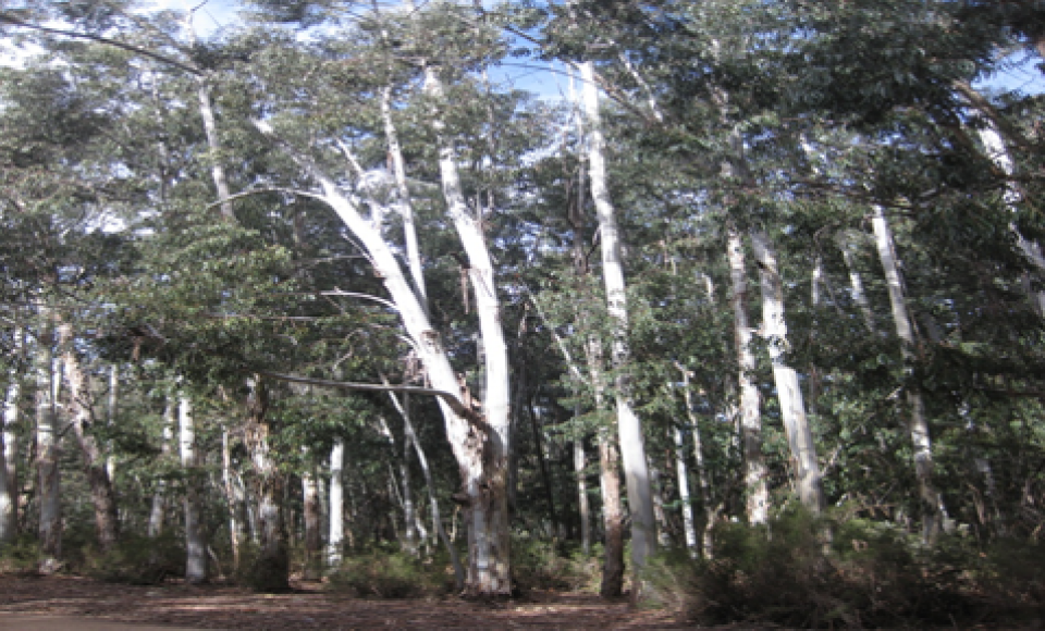 Trials of Eucalyptus species 