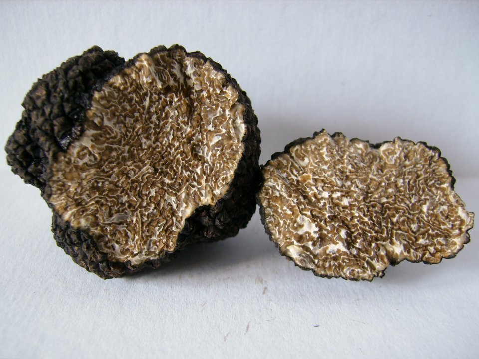 Burgundy truffle (Tuber uncinatum)