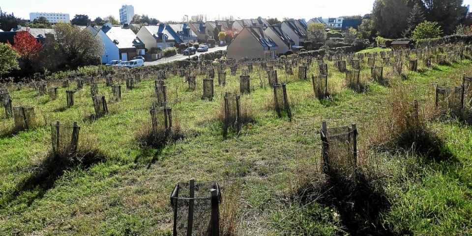 Reforestation of unused areas in the municipality of Lorient 