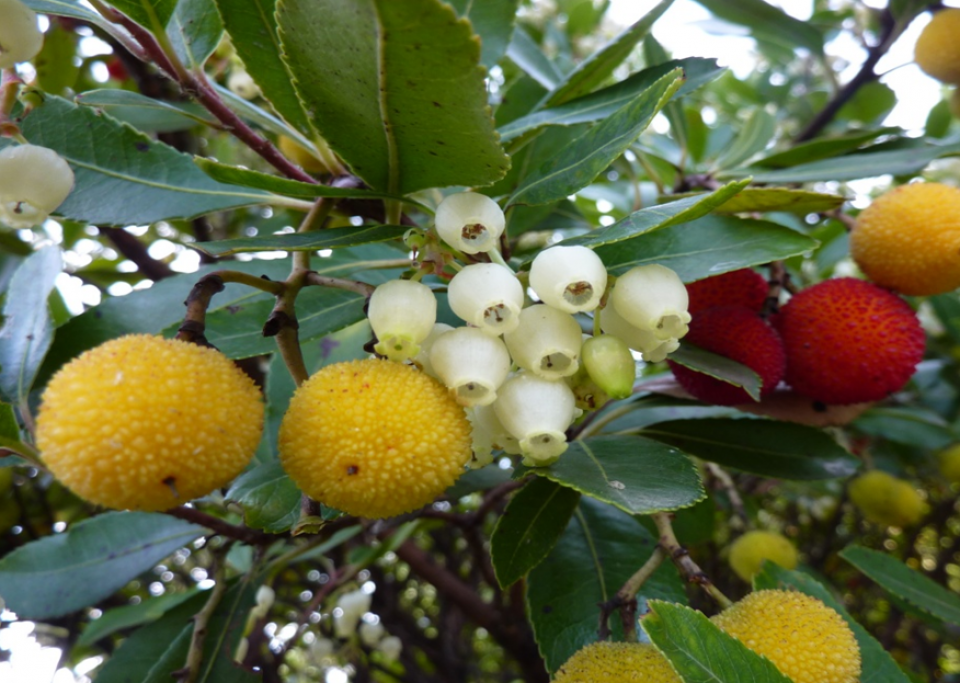 Appearance of Abutus unedo fruits (INRGREF, 2017) Appearance of Abutus unedo fruits (INRGREF, 2017)