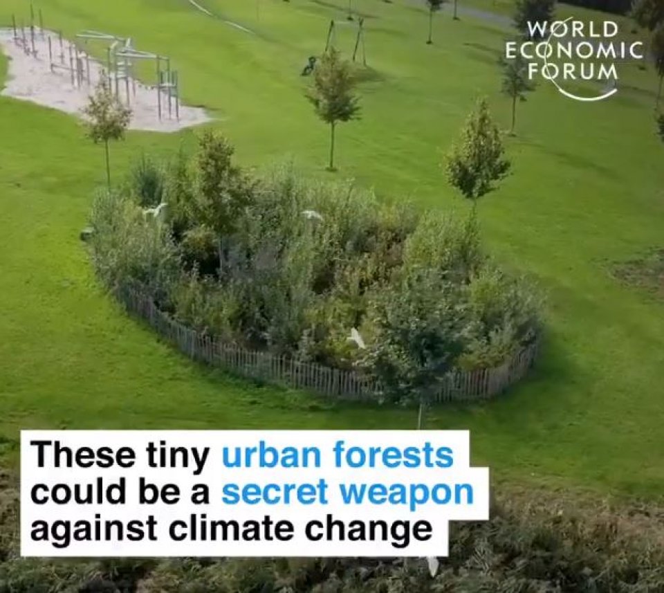 This is how tiny urban forests can boost biodiversity