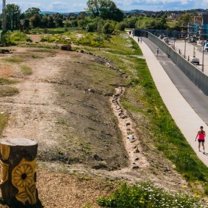 Bioblitz, Limerick, May 2023