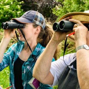 Bioblitz, Limerick, May 2023
