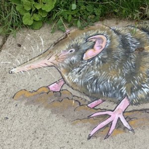 Limerick street art