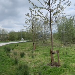 Limerick monitoring - August 2023 - urban greenway