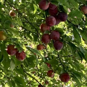 Burgas, July 2023 - fruit trees