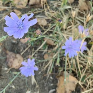 Burgas, July 2023 - wildflowers