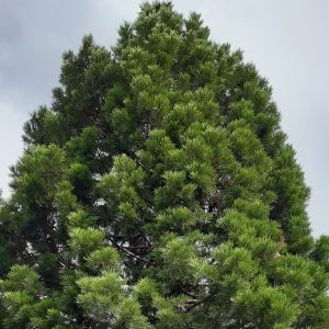 Square Blaise Pascal before NBS intervention - mature trees - July 2021