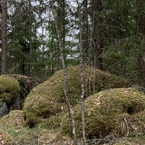 Lahti forest habitat