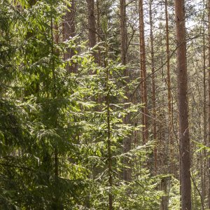 Health Forest construction, Lahti, May 2023
