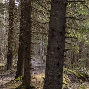 Health Forest construction, Lahti, May 2023