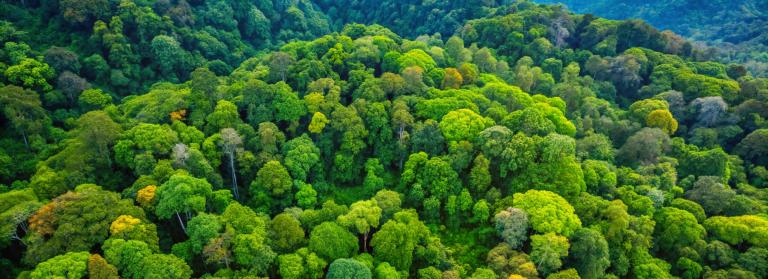 Oblique aerial view over diverse forest canopy.