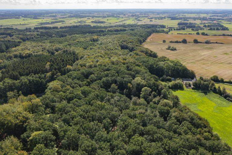 Trees in Denmark