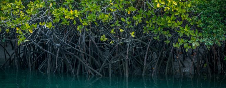 mangroves - water and leaves