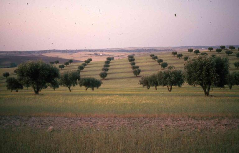 An old image of traditional olive grove where trees are placed in rows with a lot of distance