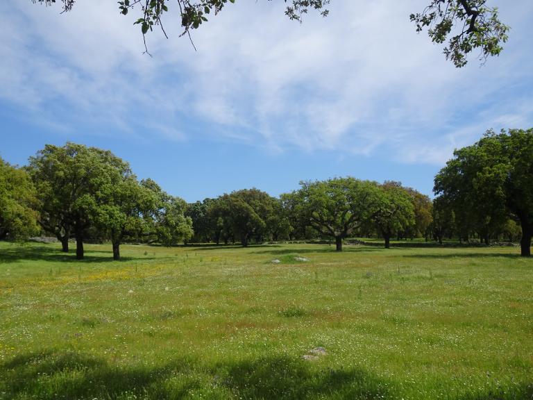 Lush green trees on a green land and blue sky 