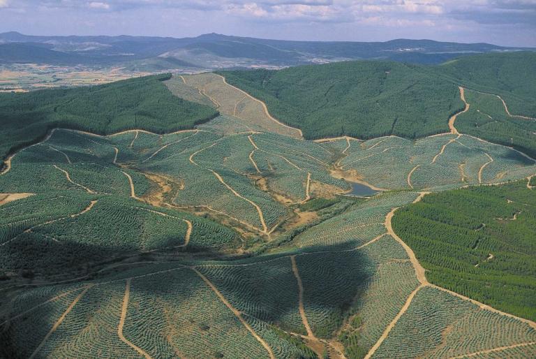 Landscape image of huge eucalypt forest plantation