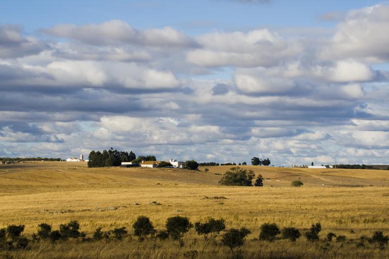 A landscape of yellow grass, house and moody cloudy sky