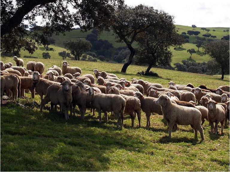 Herd of many sheep on a green grassland