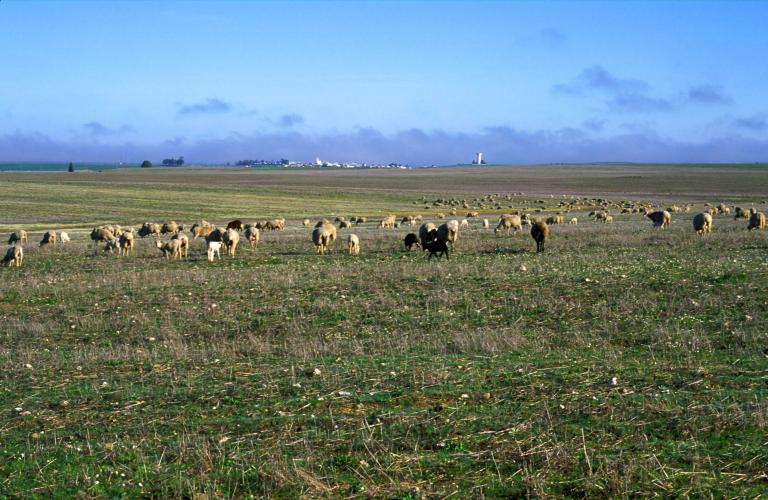 Herd of black and white sheep in a distance on a green field and blue sky