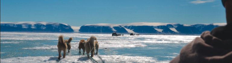 ice landscape dogs 