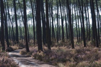 Maritime pine forest in the Landes 