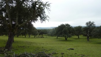 Quercus suber stand in Extremadura
