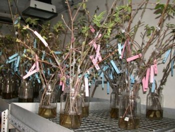Ink disease resistance test on cuttings of chestnut stems