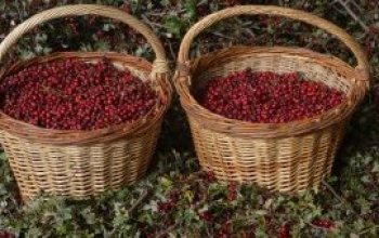 Baskets of hawthorn fruit (Crataegus monogyna) harvested in France by AFC members. Source: