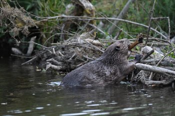 Beaver dam - credit to David Parkyn Beaver dam - credit to David Parkyn