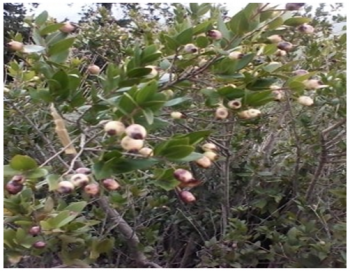 Myrtle fruits 