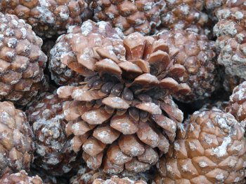 Stored pine cones