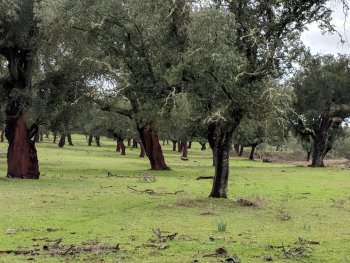 Cork oak stand in Extremadura (Spain)