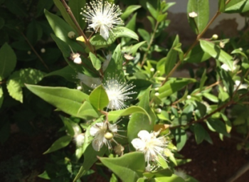 Flowers and leaves of Myrtus