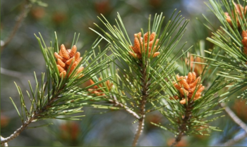 Inflorecence of Pinus halepensis