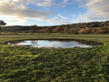Lapwing scrape in Weston Moor, Gordano - credit to Avon Wildlife Trust Lapwing scrape in Weston Moor, Gordano - credit to Avon Wildlife Trust