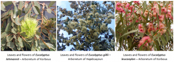 1. Leaves and flowers of Eucalyptus lehmannii – Arboretum of Korbous / 2.Leaves and flowers of Eucalyptus gillii – Arboretum of HajebLayoun / 3.  Leaves and flowers of Eucalyptus leucoxylon – Arboretum of Korbous