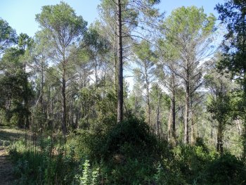 Thinned Aleppo Pine forest 