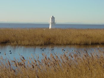Reed beds at Newport Wetlands - credit to Natural Resources Wales Reed beds at Newport Wetlands - credit to Natural Resources Wales