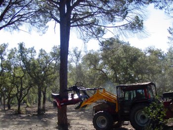Tree shaker for cone harvest
