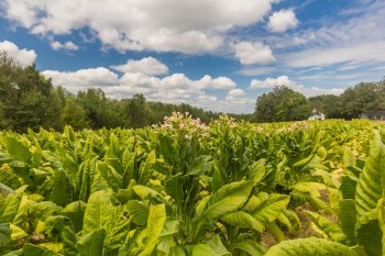 Tobacco farming, Virginia Tobacco farming, Virginia